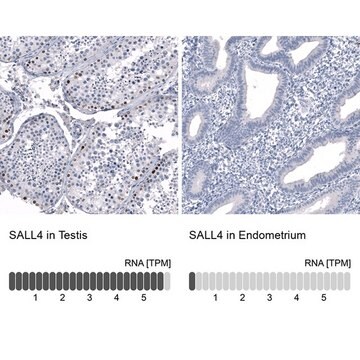 Monoclonal Anti-SALL4 antibody produced in mouse Prestige Antibodies&#174; Powered by Atlas Antibodies, clone CL12183, purified immunoglobulin, buffered aqueous glycerol solution