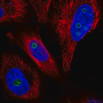 Anti-WDR82 antibody produced in rabbit Prestige Antibodies&#174; Powered by Atlas Antibodies, affinity isolated antibody