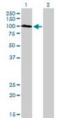 Monoclonal Anti-SYNJ2 antibody produced in mouse clone 2H8, purified immunoglobulin, buffered aqueous solution