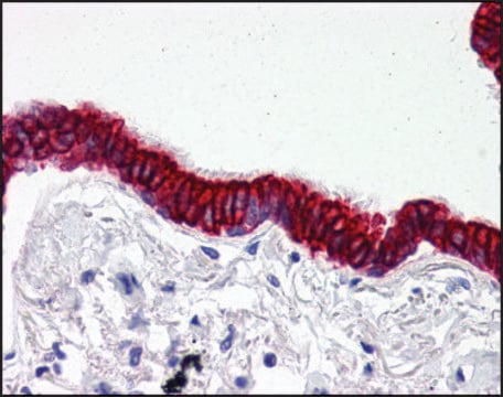 Anti-SCO2 antibody produced in rabbit purified immunoglobulin, buffered aqueous solution