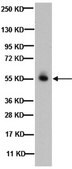 Anti-GABA A Receptor &#946; 2,3 Chain Antibody, clone BD17 clone BD17, Chemicon&#174;, from mouse