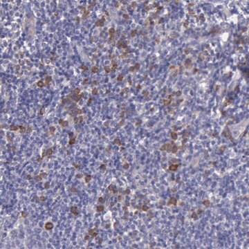 Anti-ZC3H12B antibody produced in rabbit Prestige Antibodies&#174; Powered by Atlas Antibodies, affinity isolated antibody, buffered aqueous glycerol solution