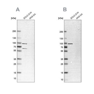 Anti-PNPT1 antibody produced in rabbit Prestige Antibodies&#174; Powered by Atlas Antibodies, affinity isolated antibody, buffered aqueous glycerol solution