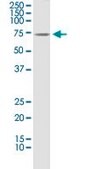 Monoclonal Anti-CLU antibody produced in mouse clone 1A11, purified immunoglobulin, buffered aqueous solution