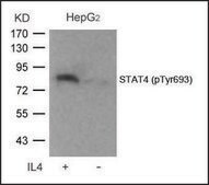 Anti-phospho-STAT4 (pTyr693) antibody produced in rabbit affinity isolated antibody
