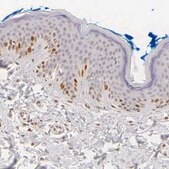 Anti-MKI67 antibody produced in rabbit Ab1, Prestige Antibodies&#174; Powered by Atlas Antibodies, affinity isolated antibody, buffered aqueous glycerol solution