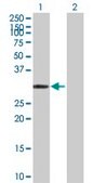 Anti-CA4 antibody produced in mouse purified immunoglobulin, buffered aqueous solution