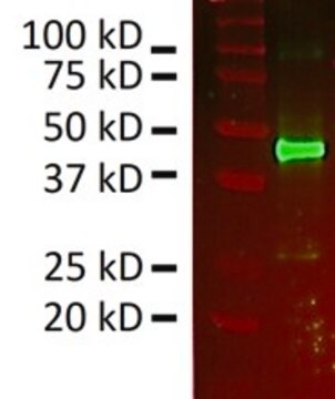 Anti-GATM/AGAT Antibody, clone 1F4 ZooMAb&#174; Rabbit Monoclonal recombinant, expressed in HEK 293 cells