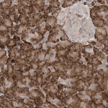 Anti-DDIT4 antibody produced in rabbit Prestige Antibodies&#174; Powered by Atlas Antibodies, affinity isolated antibody, buffered aqueous glycerol solution