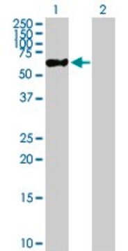 Anti-ZNF671 antibody produced in mouse purified immunoglobulin, buffered aqueous solution