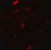 Anti-TGM5 antibody produced in rabbit affinity isolated antibody