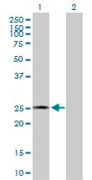 Anti-AMELX antibody produced in rabbit purified immunoglobulin, buffered aqueous solution