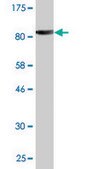 Monoclonal Anti-PITRM1 antibody produced in mouse clone 1H3, purified immunoglobulin, buffered aqueous solution