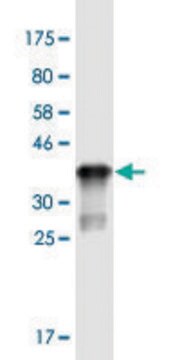 Monoclonal Anti-ST3GAL5 antibody produced in mouse clone 8B4, purified immunoglobulin