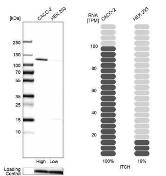 Anti-ITCH antibody produced in rabbit Prestige Antibodies&#174; Powered by Atlas Antibodies, affinity isolated antibody