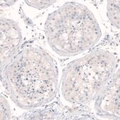 Monoclonal Anti-NANOG antibody produced in mouse Prestige Antibodies&#174; Powered by Atlas Antibodies, clone CL5810, purified immunoglobulin, buffered aqueous glycerol solution