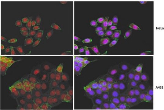 Anti-Yes-associated protein (YAP1) Antibody, clone 4D11.1 clone 4D11.1, from mouse