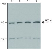 Anti-Protein Kinase&#160;C&#945; antibody produced in rabbit whole antiserum