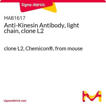 Anti-Kinesin Antibody, light chain, clone L2 clone L2, Chemicon&#174;, from mouse