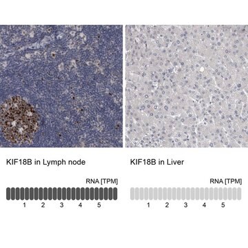 Anti-KIF18B antibody produced in rabbit Prestige Antibodies&#174; Powered by Atlas Antibodies, affinity isolated antibody, buffered aqueous glycerol solution