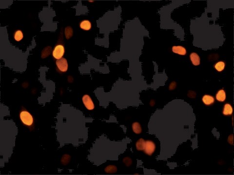 Anti-HOXD4 (N-terminal) antibody produced in rabbit ~1.0&#160;mg/mL, affinity isolated antibody, buffered aqueous solution