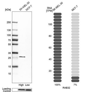 Anti-RAB32 antibody produced in rabbit Prestige Antibodies&#174; Powered by Atlas Antibodies, affinity isolated antibody, buffered aqueous glycerol solution