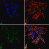 Monoclonal Anti-Vdac1 - Rpe antibody produced in mouse clone S152B-23, purified immunoglobulin