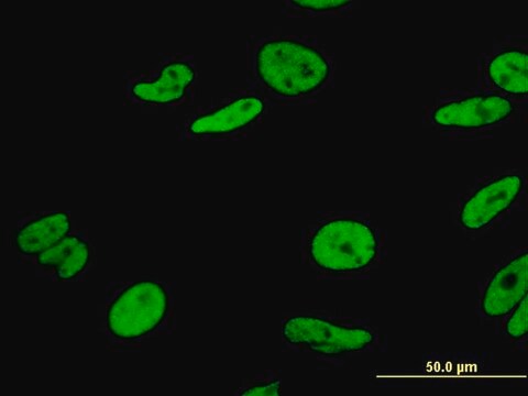 Monoclonal Anti-HNRPA1 antibody produced in mouse clone 2E6, purified immunoglobulin, buffered aqueous solution