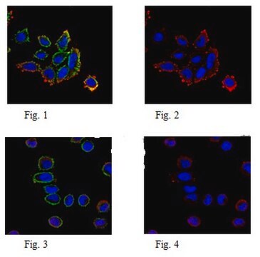 Anti-Puromycin Antibody, clone 4G11 clone 4G11, from mouse