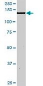 Anti-NID1 antibody produced in rabbit purified immunoglobulin, buffered aqueous solution