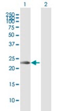 Anti-KLRC2 antibody produced in mouse purified immunoglobulin, buffered aqueous solution