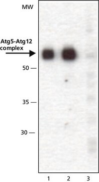 Anti-ATG5 (C-terminal) antibody produced in rabbit ~1&#160;mg/mL, affinity isolated antibody