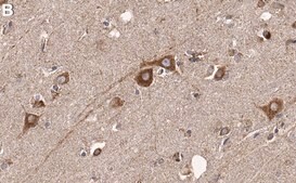 Anti-EphA2 Antibody, clone 2C3 ZooMAb&#174; Rabbit Monoclonal recombinant, expressed in HEK 293 cells