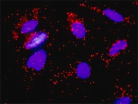 Monoclonal Anti-FGF8 antibody produced in mouse clone 2A11, purified immunoglobulin, buffered aqueous solution