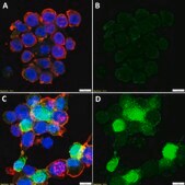 Anti-IL-1&#946; Antibody, clone 1H20-H2 ZooMAb&#174; Rabbit Monoclonal recombinant, expressed in HEK 293 cells