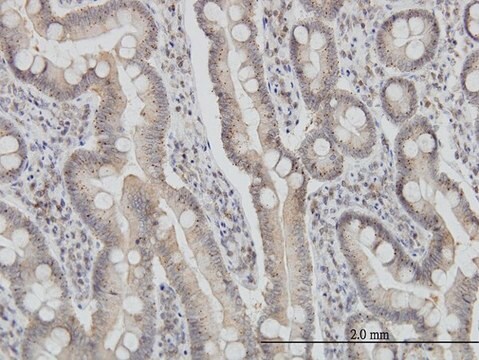 Monoclonal Anti-FIS1 antibody produced in mouse clone 1G9, purified immunoglobulin, buffered aqueous solution