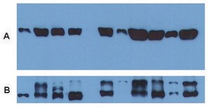Monoclonal Anti-alphaTubulin antibody produced in mouse clone TU-01