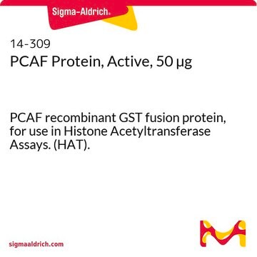 PCAF Protein, Active, 50 &#181;g PCAF recombinant GST fusion protein, for use in Histone Acetyltransferase Assays. (HAT).