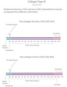 Collagen from human placenta Bornstein and Traub Type IV, solution, suitable for cell culture, High Performance