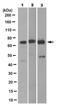 Anti-LNK/SH2B3 Antibody, clone 13F1.2 clone 13F1.2, from mouse