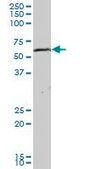 Anti-CFLAR antibody produced in mouse purified immunoglobulin, buffered aqueous solution