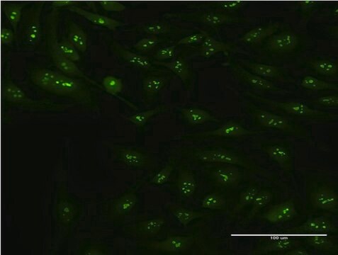 Monoclonal Anti-CIRBP, (N-terminal) antibody produced in mouse clone 1C9, purified immunoglobulin, buffered aqueous solution