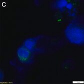Anti-TNF&#945; Antibody, clone 2E3 ZooMAb&#174; Rabbit Monoclonal recombinant, expressed in HEK 293 cells