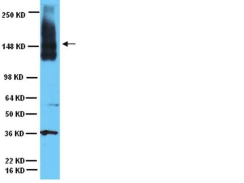 Anti-Neural Cell Adhesion Molecule Antibody Chemicon&#174;, from rabbit