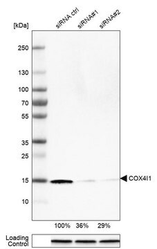 Monoclonal Anti-COX4I1 antibody produced in mouse Prestige Antibodies&#174; Powered by Atlas Antibodies, clone CL3497, purified immunoglobulin, buffered aqueous glycerol solution