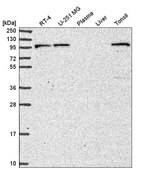 Anti-PIK3R5 antibody produced in rabbit Prestige Antibodies&#174; Powered by Atlas Antibodies, affinity isolated antibody
