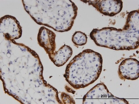 Monoclonal Anti-LSS, (C-terminal) antibody produced in mouse clone 2E4, purified immunoglobulin, buffered aqueous solution