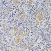 Anti-SLUG antibody produced in rabbit