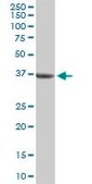 Anti-BMP2 antibody produced in rabbit purified immunoglobulin, buffered aqueous solution
