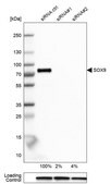 Anti-SOX9 antibody produced in rabbit Prestige Antibodies&#174; Powered by Atlas Antibodies, affinity isolated antibody, buffered aqueous glycerol solution